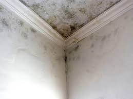 Best Attic Mold Removal  in Belleville, PA