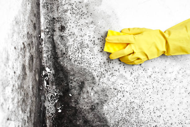 Best Basement Mold Removal  in Belleville, PA