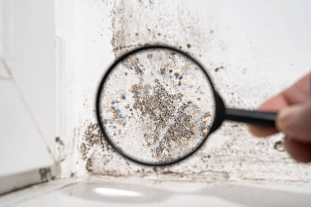 Best Residential Mold Inspection & Testing  in Belleville, PA